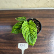 Load image into Gallery viewer, #R68 Philodendron Furcatum