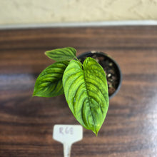Load image into Gallery viewer, #R68 Philodendron Furcatum