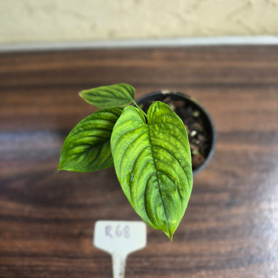 #R68 Philodendron Furcatum