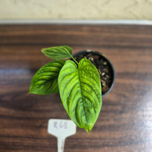Load image into Gallery viewer, #R68 Philodendron Furcatum