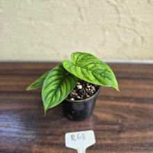 Load image into Gallery viewer, #R68 Philodendron Furcatum