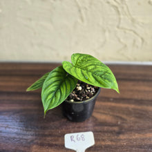 Load image into Gallery viewer, #R68 Philodendron Furcatum