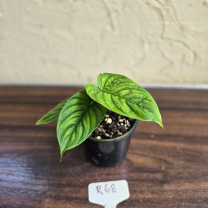 #R68 Philodendron Furcatum