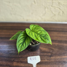 Load image into Gallery viewer, #R68 Philodendron Furcatum