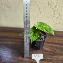 Load image into Gallery viewer, #R68 Philodendron Furcatum