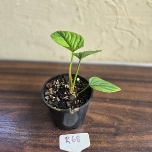 #R68 Philodendron Furcatum