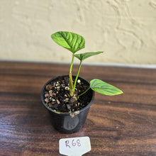 Load image into Gallery viewer, #R68 Philodendron Furcatum