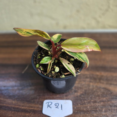 #R21 Philodendron Strawberry Shake