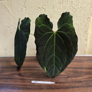 #R34 Large, Dark and Frilly Anthurium NOID