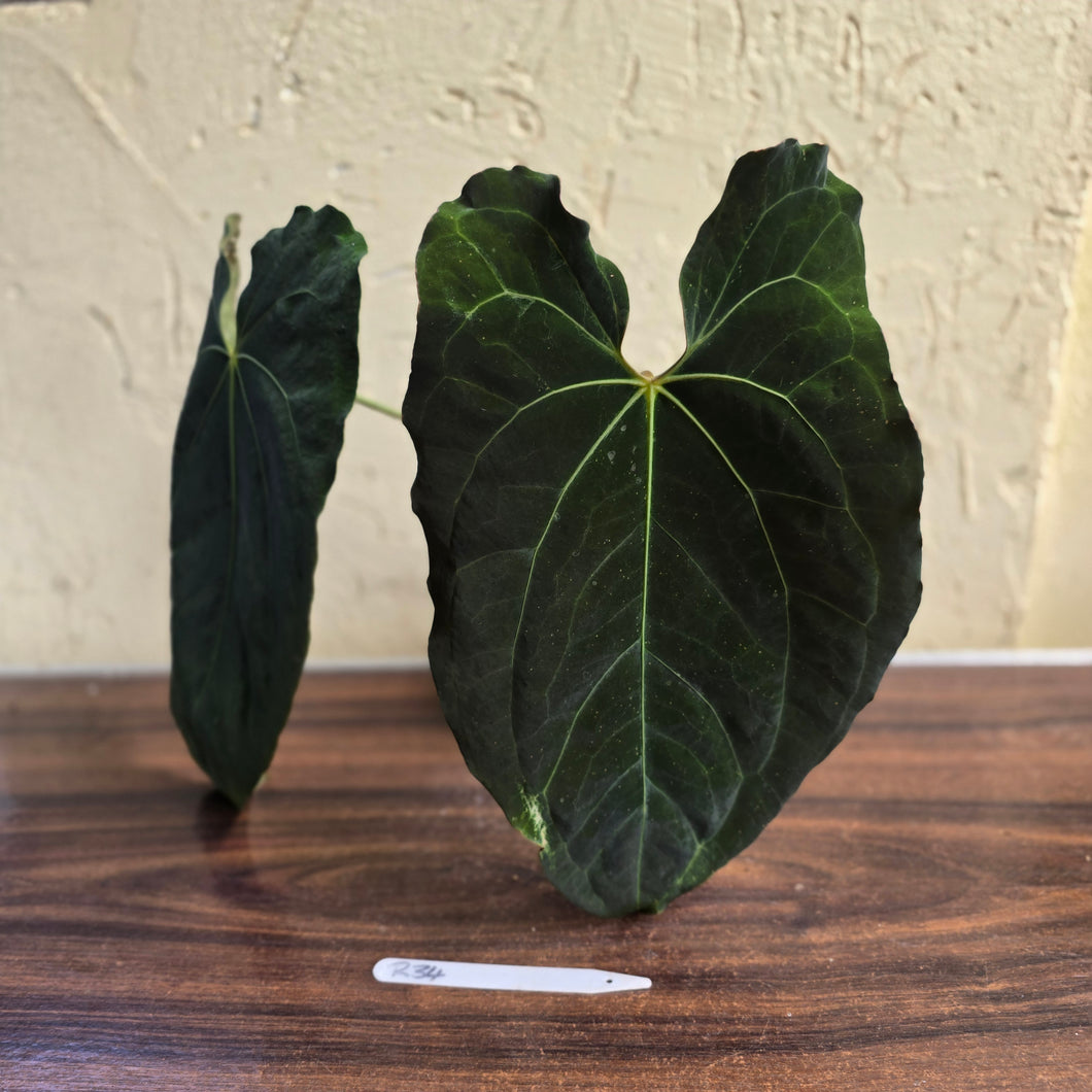 #R34 Large, Dark and Frilly Anthurium NOID