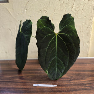 #R34 Large, Dark and Frilly Anthurium NOID