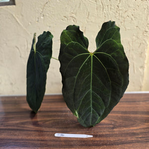 #R34 Large, Dark and Frilly Anthurium NOID