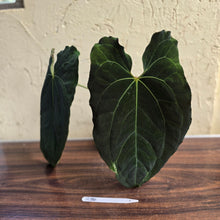 Load image into Gallery viewer, #R34 Large, Dark and Frilly Anthurium NOID