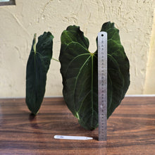 Load image into Gallery viewer, #R34 Large, Dark and Frilly Anthurium NOID