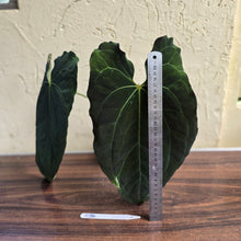 Load image into Gallery viewer, #R34 Large, Dark and Frilly Anthurium NOID