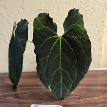 Load image into Gallery viewer, #R34 Large, Dark and Frilly Anthurium NOID