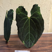 Load image into Gallery viewer, #R34 Large, Dark and Frilly Anthurium NOID