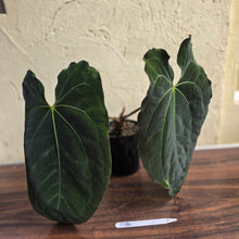 Load image into Gallery viewer, #R34 Large, Dark and Frilly Anthurium NOID