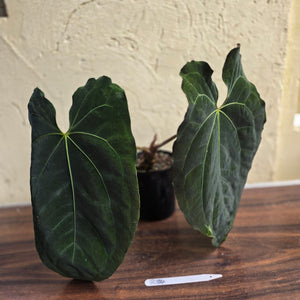 #R34 Large, Dark and Frilly Anthurium NOID