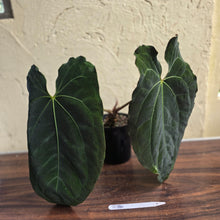 Load image into Gallery viewer, #R34 Large, Dark and Frilly Anthurium NOID