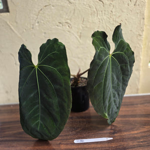 #R34 Large, Dark and Frilly Anthurium NOID