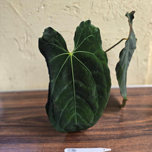 Load image into Gallery viewer, #R34 Large, Dark and Frilly Anthurium NOID