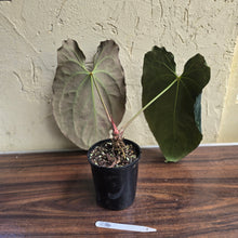 Load image into Gallery viewer, #R34 Large, Dark and Frilly Anthurium NOID