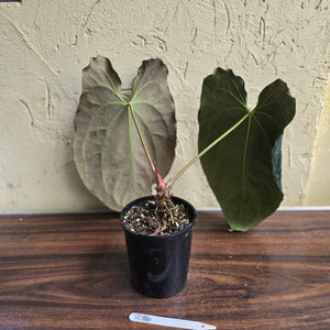 #R34 Large, Dark and Frilly Anthurium NOID