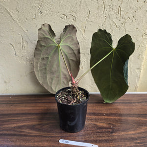#R34 Large, Dark and Frilly Anthurium NOID