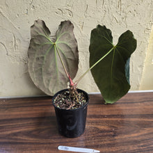 Load image into Gallery viewer, #R34 Large, Dark and Frilly Anthurium NOID