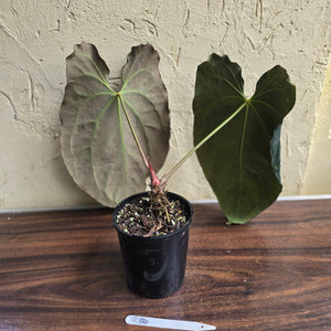 #R34 Large, Dark and Frilly Anthurium NOID