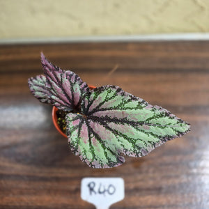 #R40 Begonia Unknown