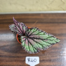 Load image into Gallery viewer, #R40 Begonia Unknown