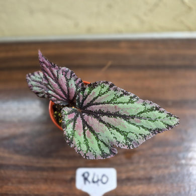 #R40 Begonia Unknown