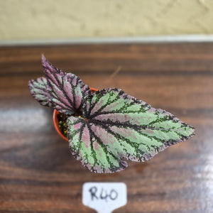 #R40 Begonia Unknown