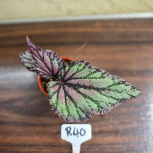 Load image into Gallery viewer, #R40 Begonia Unknown