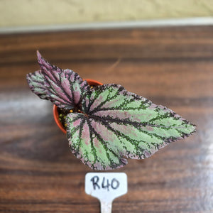 #R40 Begonia Unknown