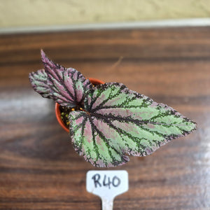 #R40 Begonia Unknown