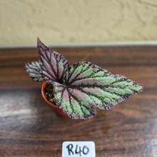 Load image into Gallery viewer, #R40 Begonia Unknown