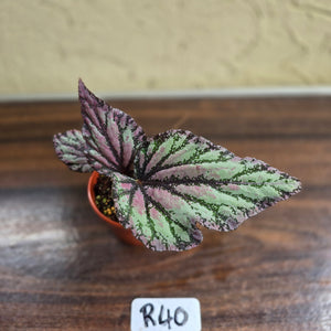 #R40 Begonia Unknown