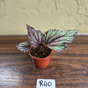 #R40 Begonia Unknown