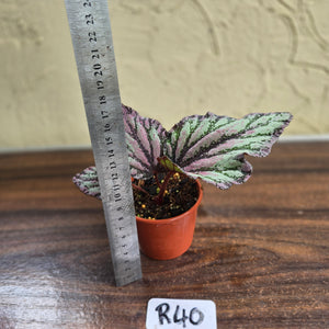 #R40 Begonia Unknown