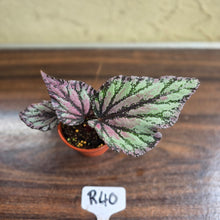 Load image into Gallery viewer, #R40 Begonia Unknown