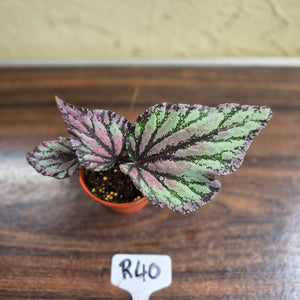 #R40 Begonia Unknown