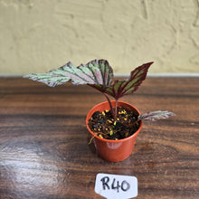 Load image into Gallery viewer, #R40 Begonia Unknown