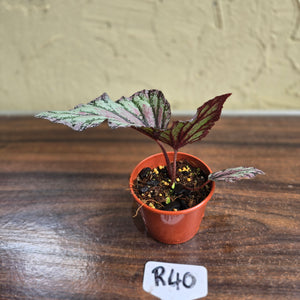 #R40 Begonia Unknown