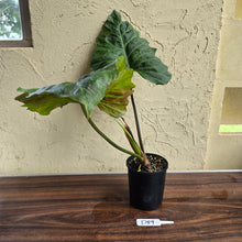 Load image into Gallery viewer, #D89 Large Philodendron Corsinianum / Bronze Shield
