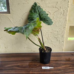 #D89 Large Philodendron Corsinianum / Bronze Shield