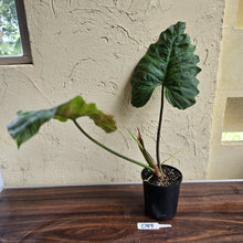 Load image into Gallery viewer, #D89 Large Philodendron Corsinianum / Bronze Shield