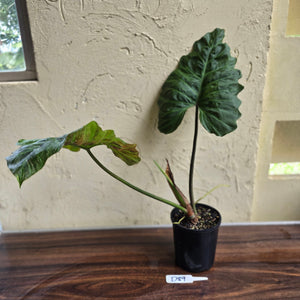 #D89 Large Philodendron Corsinianum / Bronze Shield